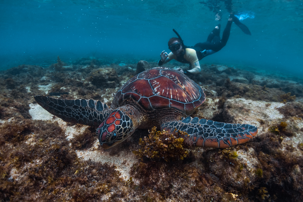 Turtle Watching