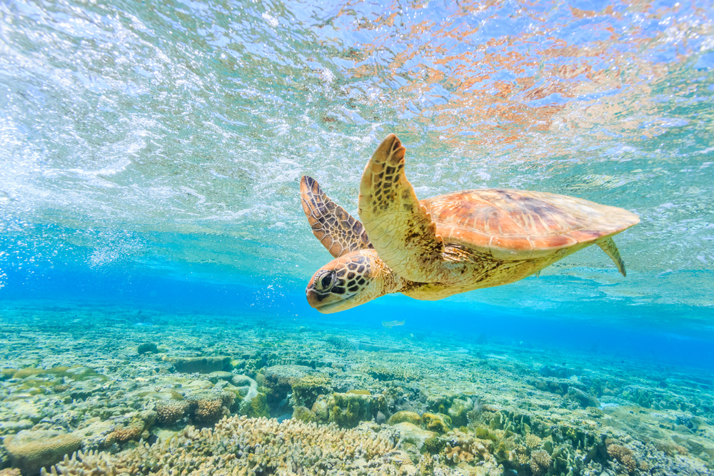  <h3>Snorkeling with Turtles</h3>

<p>For an underwater adventure, snorkel alongside sea turtles as they glide gracefully through the water. Our snorkeling tours take you to coral reefs and seagrass beds where turtles feed and rest. Swim with these peaceful creatures and marvel at their calm demeanor and ancient presence.</p>

<h3>Conservation and Education</h3>

<p>We are deeply committed to the conservation of sea turtles and their habitats. Our turtle watching tours include an educational component where our expert guides share insights into the life cycle, behavior, and conservation status of sea turtles. Learn about the challenges they face, including habitat loss, pollution, and poaching, and discover how you can contribute to their protection.</p>
