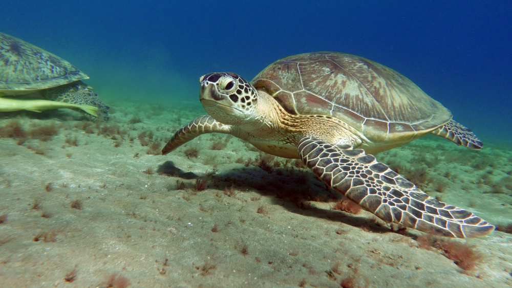 <h3>Snorkeling with Turtles</h3>

<p>For an underwater adventure, snorkel alongside sea turtles as they glide gracefully through the water. Our snorkeling tours take you to coral reefs and seagrass beds where turtles feed and rest. Swim with these peaceful creatures and marvel at their calm demeanor and ancient presence.</p>

<h3>Conservation and Education</h3>

<p>We are deeply committed to the conservation of sea turtles and their habitats. Our turtle watching tours include an educational component where our expert guides share insights into the life cycle, behavior, and conservation status of sea turtles. Learn about the challenges they face, including habitat loss, pollution, and poaching, and discover how you can contribute to their protection.</p>
